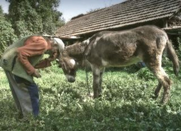 sad old man holding donkey like said only you