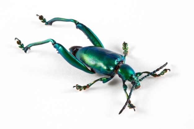 sagra femorata beetle with green shell