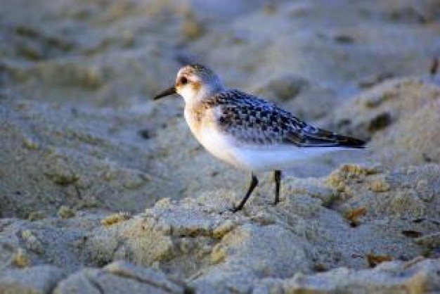 sandpiper flier hunting food at beach