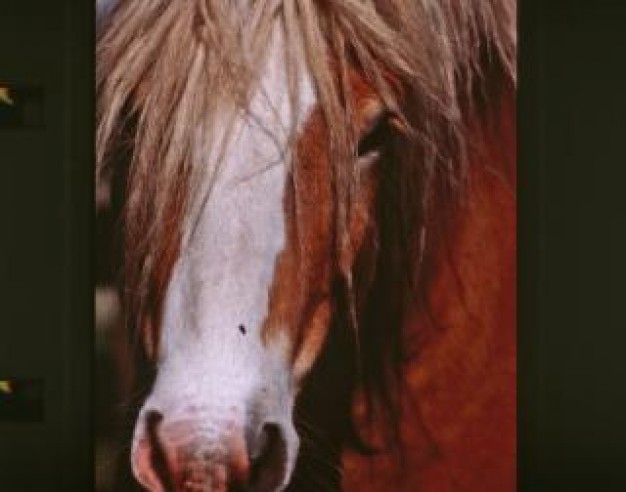 Saturn horse NASA farming closeup about animal portrait