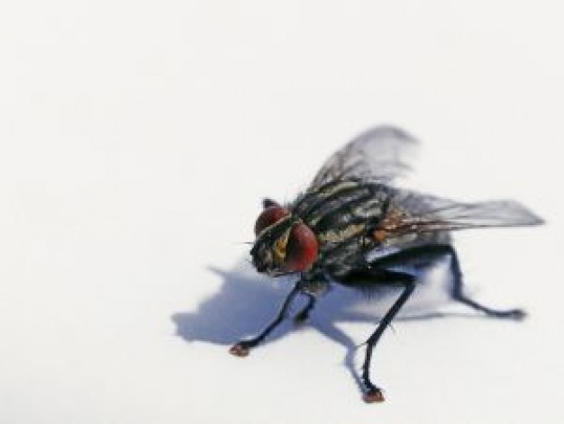 Scampi fly close-up by about insect portrait