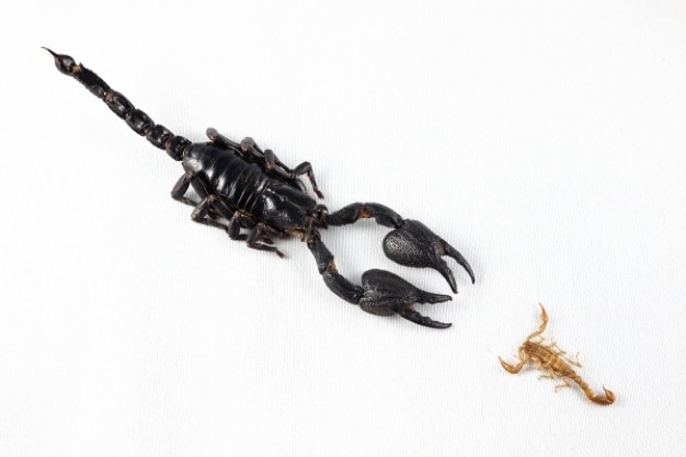 scorpion against between old and baby