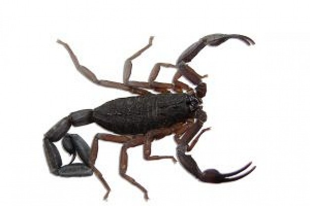 Scorpion Biology about Flora and Fauna Animalia Arthropoda Australia