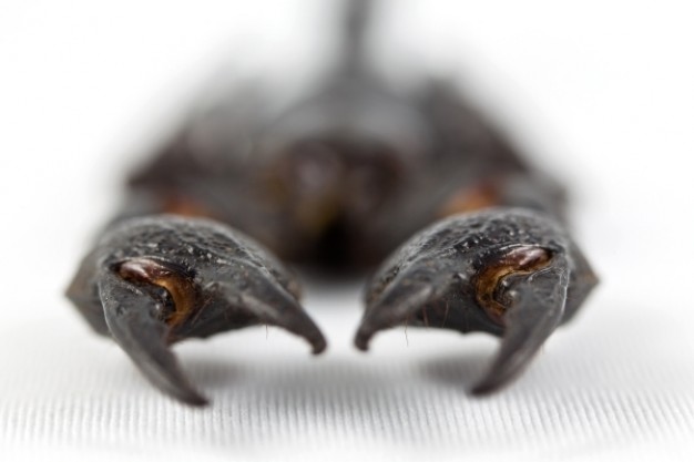 scorpion claws with clamps in focus view