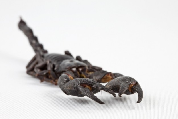 scorpion claws with tail out focus