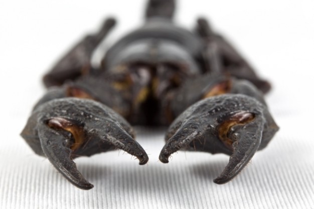 scorpion close-up with pedipalps in focus view