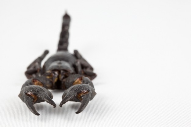 scorpion from front view with white background