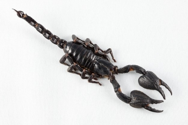 scorpion from top view over white background