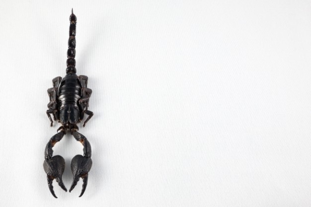 scorpion from top view with white paper background
