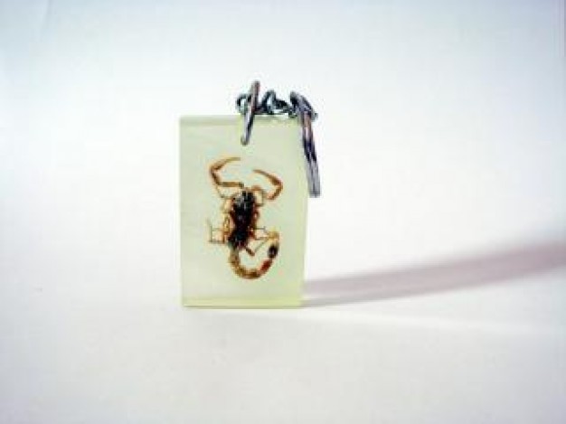 scorpion keyring claws on card
