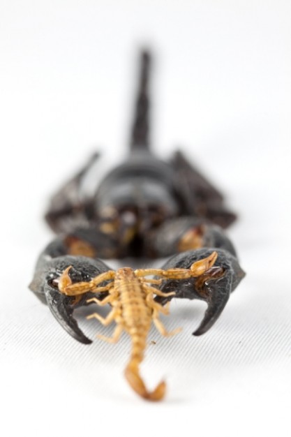 Scorpions against the odds in front view