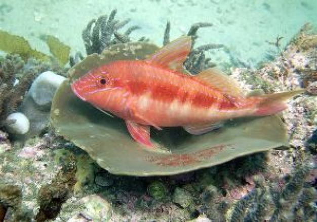 Scuba diving red Recreation fish about sea animal photo art