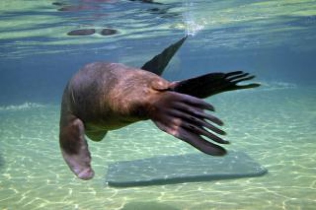 Sea lion sealion swimming back about Galápagos Islands Ice cream