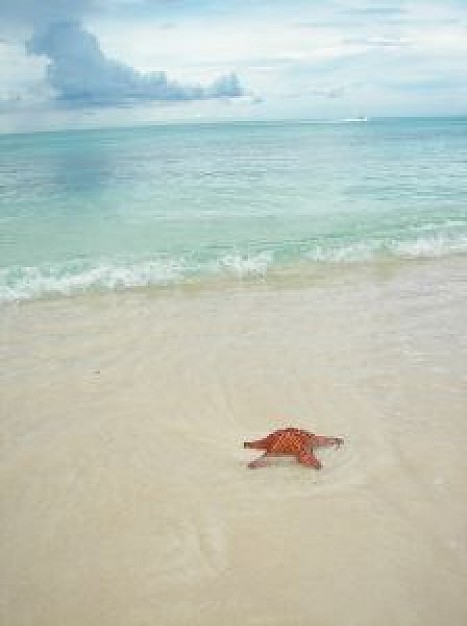 sea star clashed by ocean wave to beach