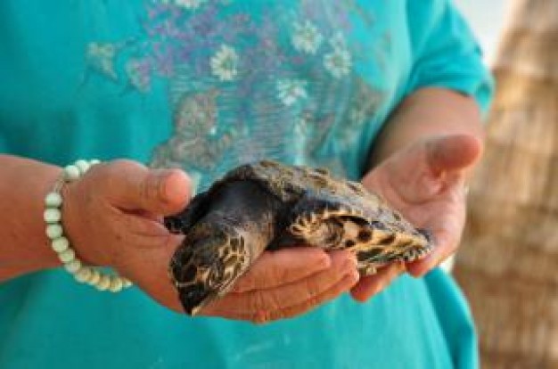 sea turtle crawling on hands that man with green dress