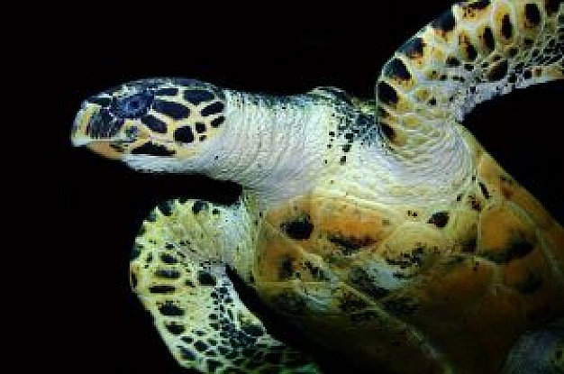 sea turtle swimming in bottom view over dark background