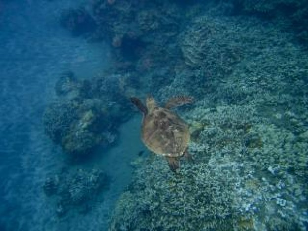 sea turtle swimming over sea bottom