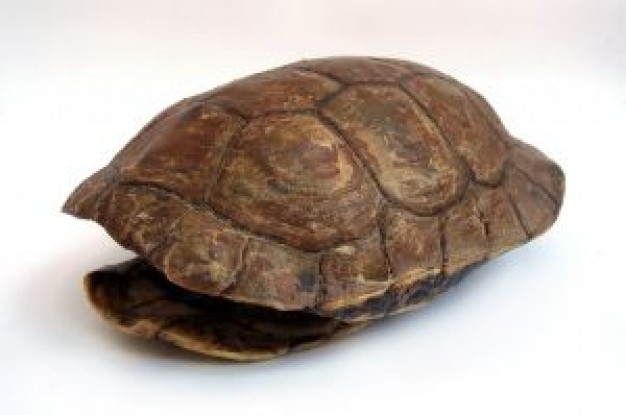 Sea turtle turtle shell close-up about Costa Rica animal photo art