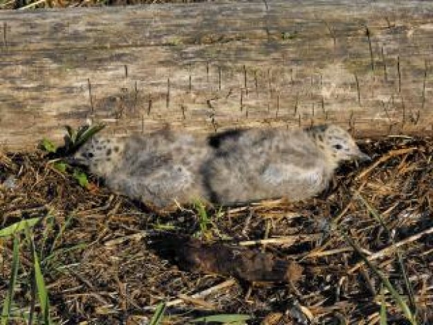 Seabird baby sea birds about Gurkha Bird wild life