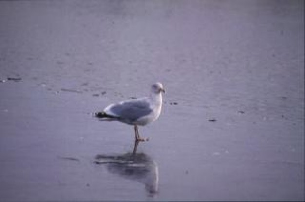 seagull animal sitting in water over cloudy sky