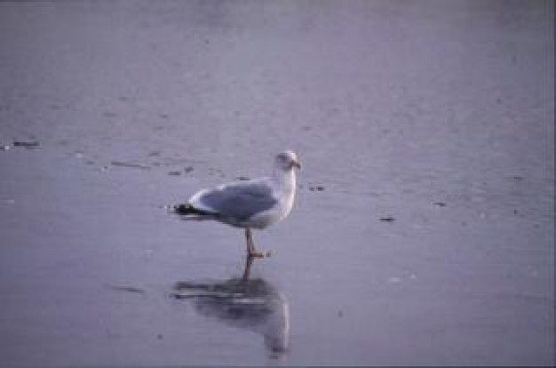 seagull animal sitting in water over cloudy sky
