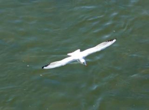 seagull bird flying over water surface