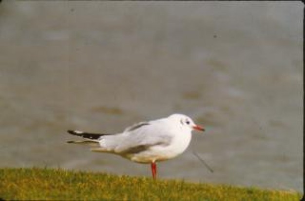 seagull bird ocean standing at grass with grey background