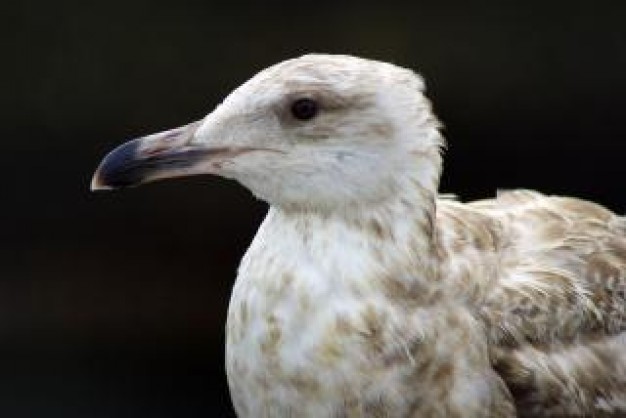 seagull close-up with dark background