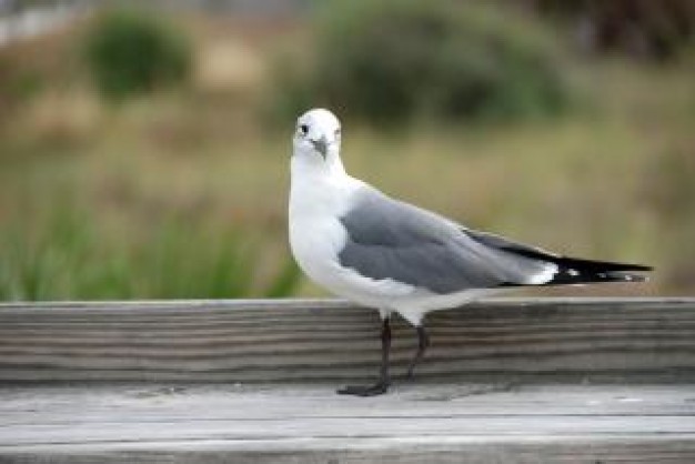 seagull florida looking back in desk about Gull Seagull