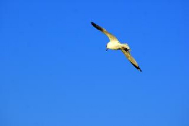 seagull flying over blue sky in flight animals