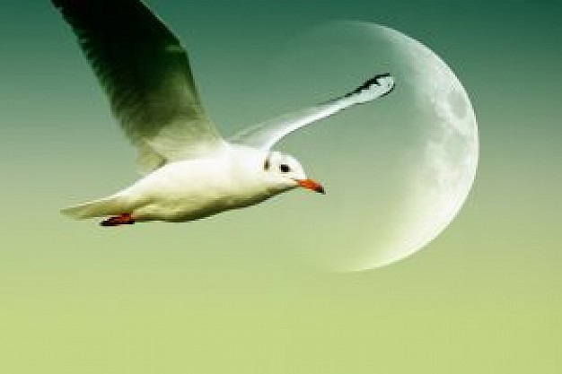 seagull flying over celestial body background