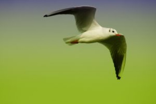 seagull flying over green background