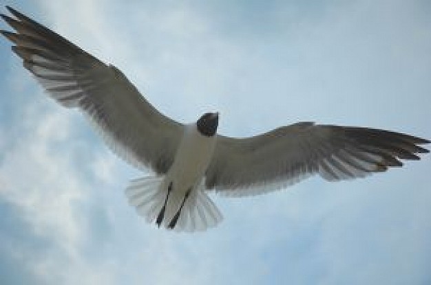 seagull in bottom view with clouds and sky background