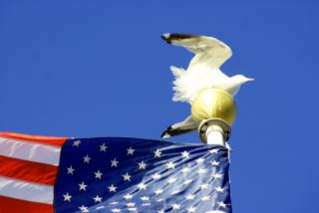 seagull on flagpole tourist over blue sky