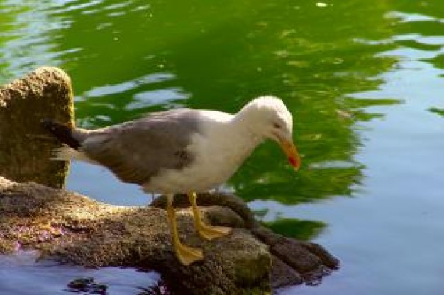 seagull standing on stone at side of green water