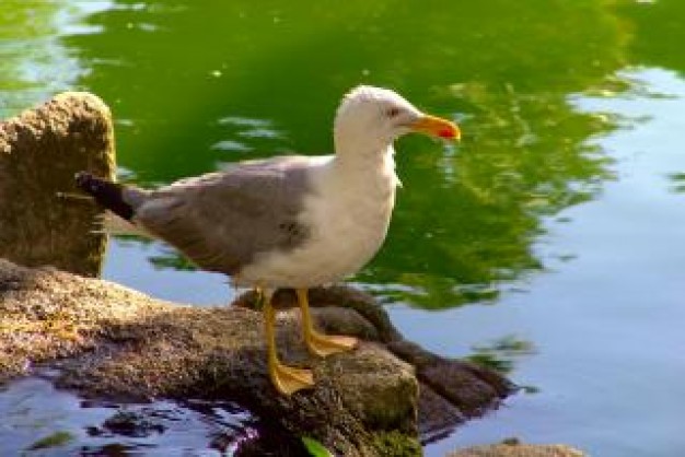 seagull standing on the stone at river side