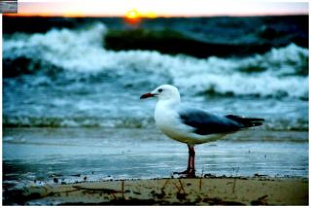 seagull sunset with beach background