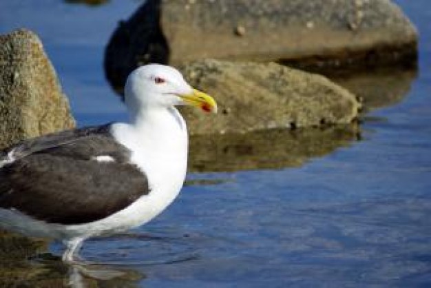 seagull with black wings standing at river stone side