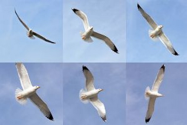 seagulls flying feature with blue sky background