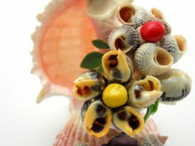 Seashell sea Recreation shell figure beauty about Flowers art