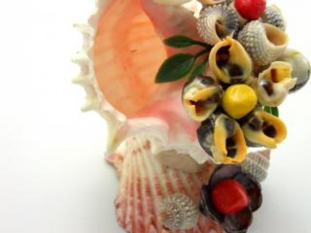 Seashell sea shell figure design about Ornament Recreation
