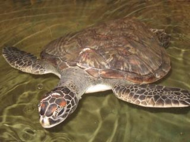 seaturtle Turtle water shell about Leatherback sea turtle Carapace