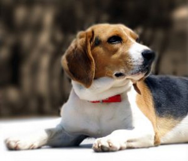 sepia beagle with red tie