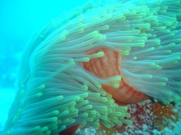 Seychelles Africa anemone about Scuba diving Sea anemone