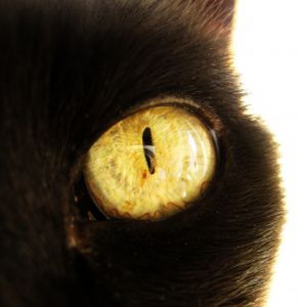 Shaft amber Cat eye about Recreation Pets close-up