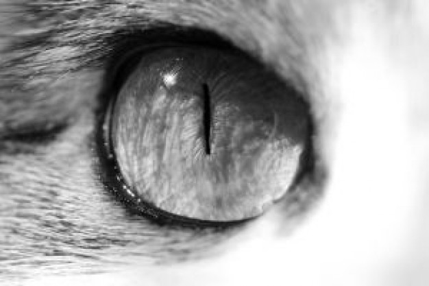 Shaft cat eye close-up photo about Pets Recreation