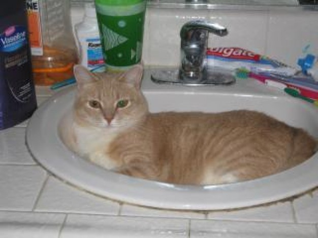 Shaft cat in the sink about Pet Recreation Toothbrush