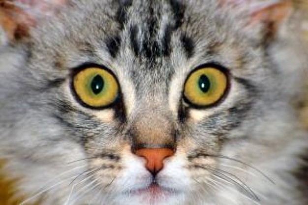 Shaft eye Cat catching close-up about animal photo