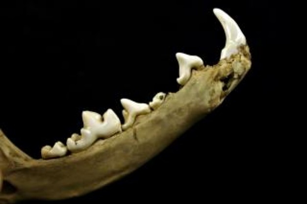 sharp teeths with dark background