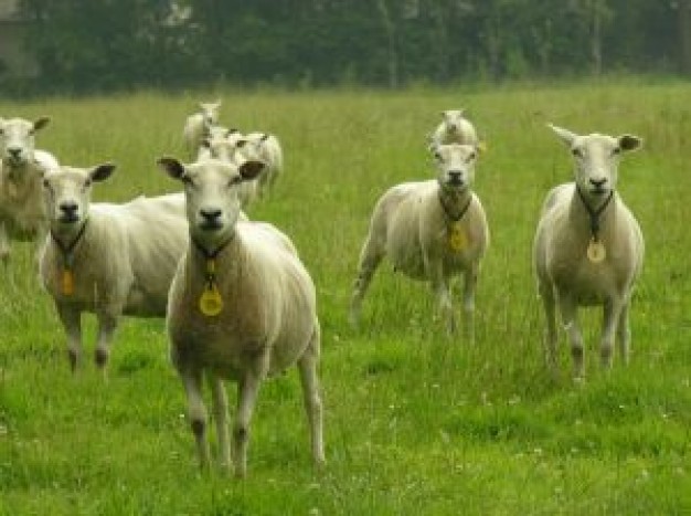 Sheep curious Livestock grassland about Agriculture and Forestry Business